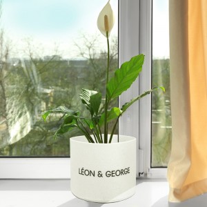 Beautiful home plant on windowsill