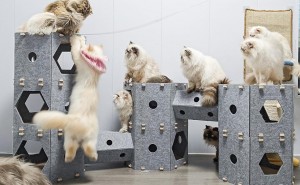 Customized Acoustic Felt Panel Cat Bed – Popular Warm Cat Cave, Cozy Pet House for Indoor Cats Multi Color Pet Supplies